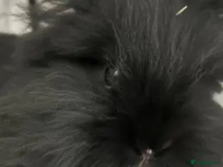 Lionhead rabbits Our beautiful boy Dusty… - Advert 1