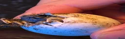 Hermann Tortoise reptiles for sale: Herman Tortoise (Testudo Hermani) - Advert 2