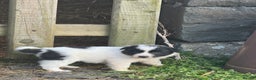 Border Collie dogs for sale: Very cute Border Collie Pups From Working Dogs - Advert 7
