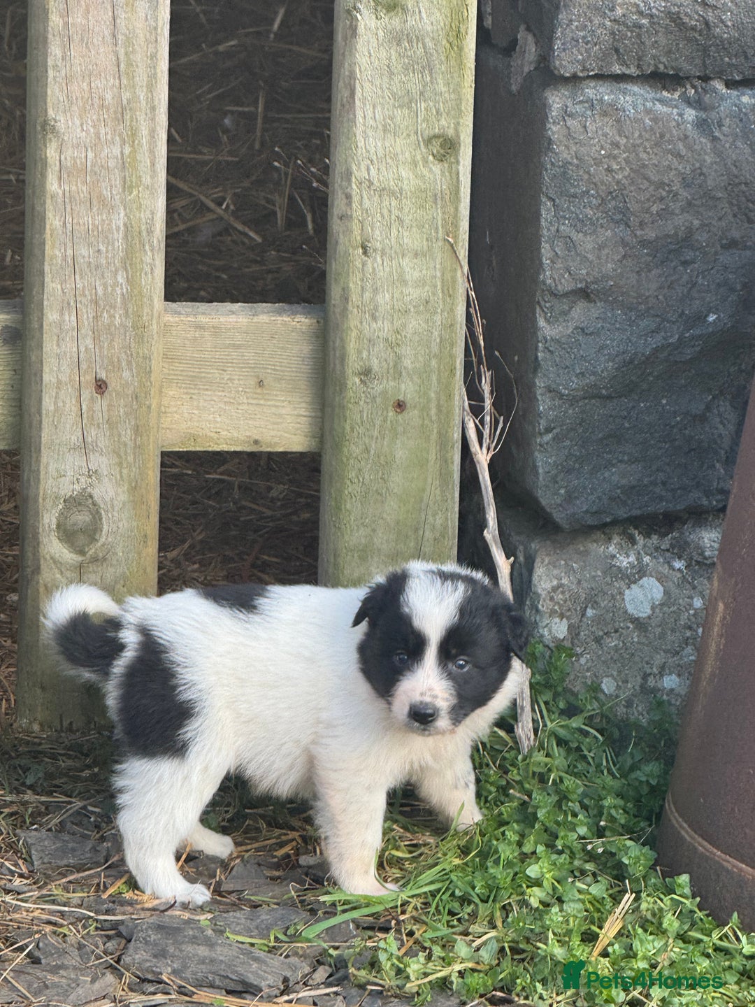 Border Collie dogs for sale: Very cute Border Collie Pups From Working Dogs - Advert 7
