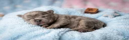 French Bulldog dogs for sale: French bulldog Puppies  - Advert 8