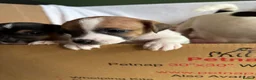 Jack Russell dogs for sale: Jack Russell Puppies - Girls - Advert 5