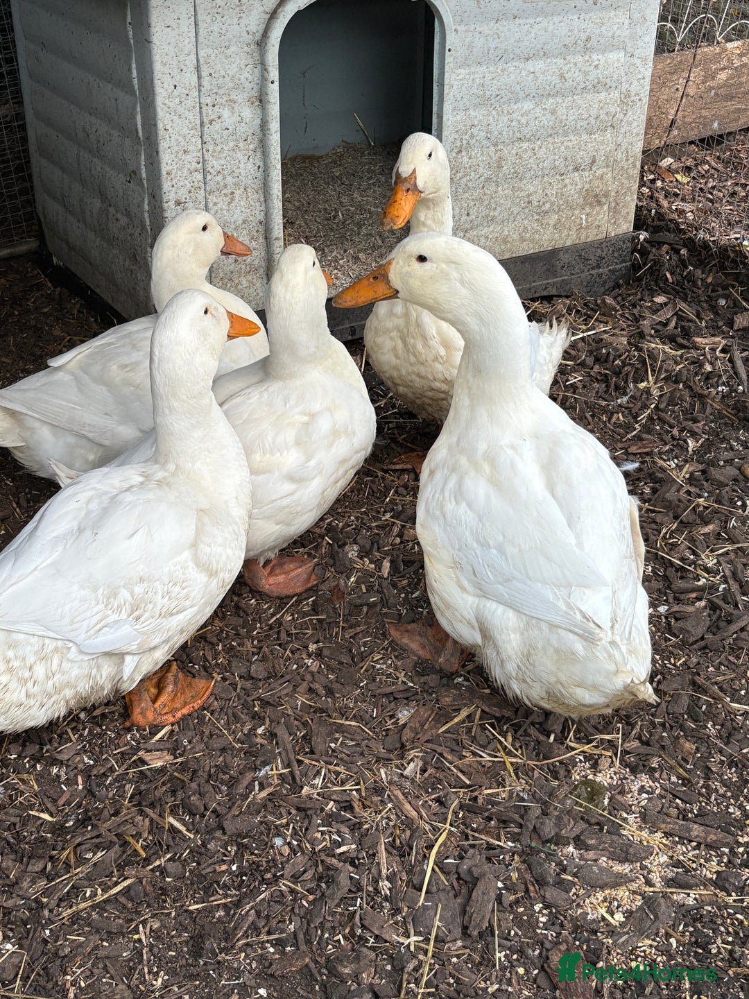 Ducks poultry for sale: 4 jumbo Pekin ducks  - Advert 2