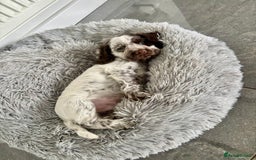 Cocker Spaniel dogs for sale: Pedigree Chocolate Roan WCS Boy - Image 1