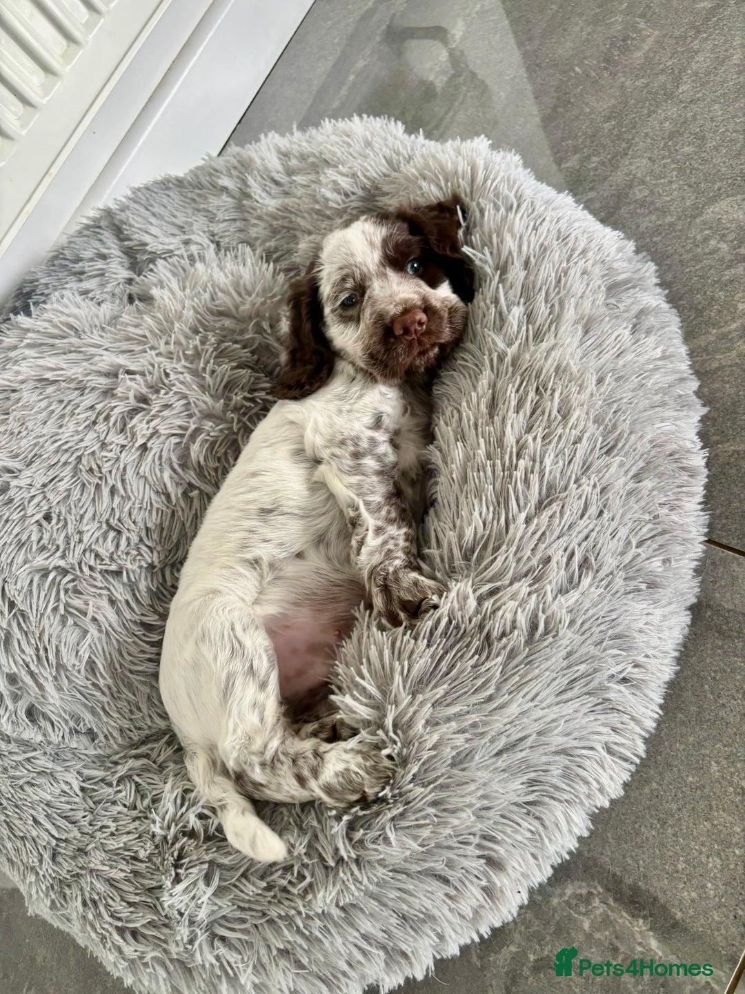 Cocker Spaniel dogs for sale: Pedigree Chocolate Roan WCS Boy - Image 1