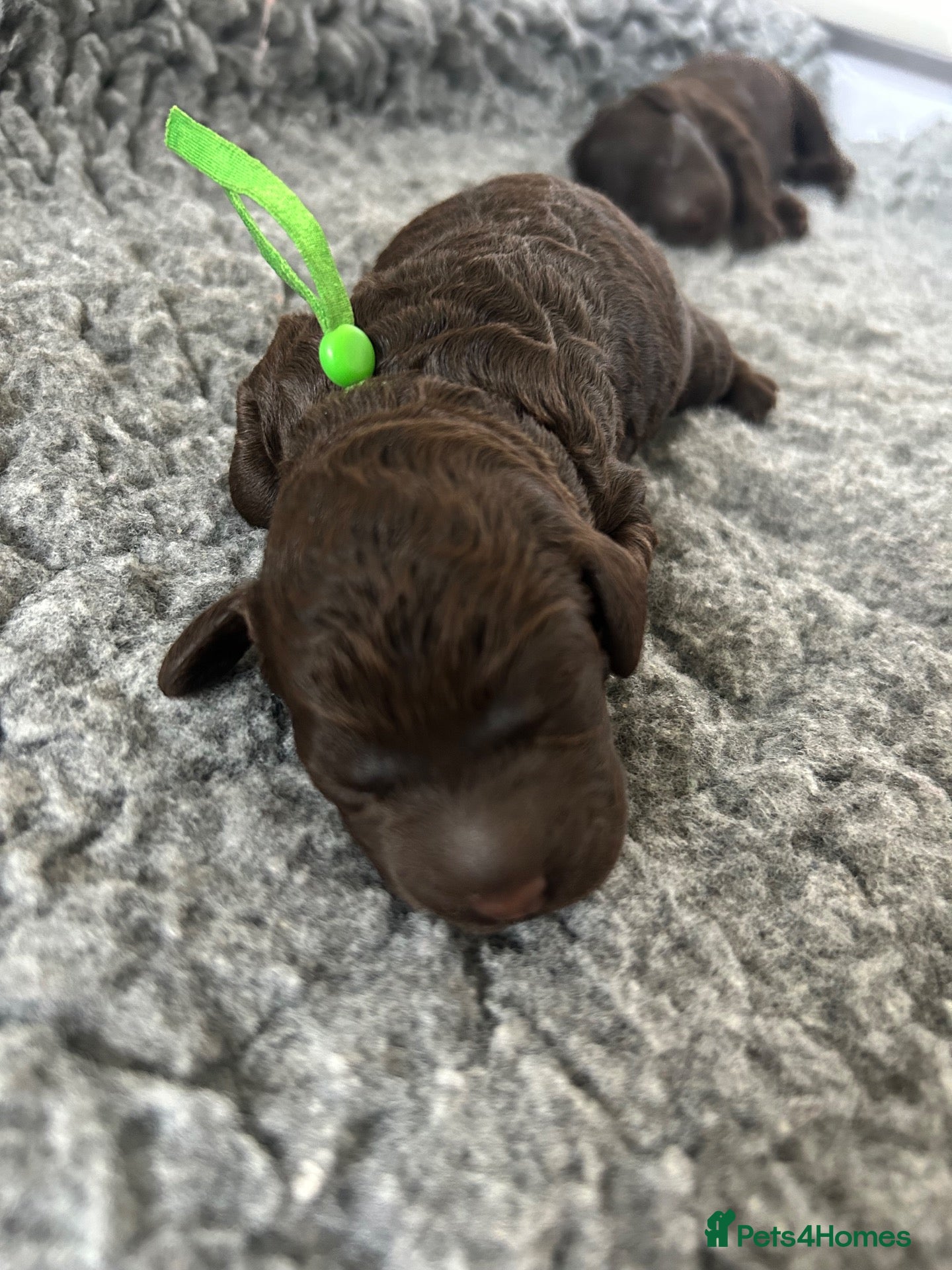 Labradoodle dogs for sale: Beautiful Chocolate Labradoodles  - Advert 2