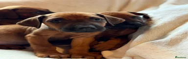 Rhodesian Ridgeback 5