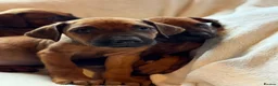 Rhodesian Ridgeback dogs for sale: KC Rhodesian Ridgebacks - Advert 8
