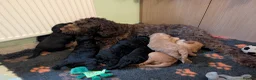 Labradoodle dogs for sale: Large Standard Labradoodle F3/multigen Puppies in King's Lynn - Advert 22