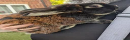 Mixed Breed rabbits for sale: 3 Male rabbits Brothers (separated) - Advert 3