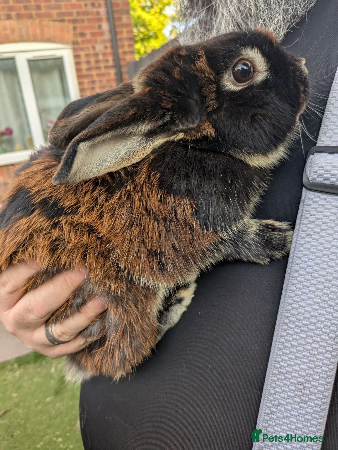 Mixed Breed rabbits for sale: 3 Male rabbits Brothers (separated) - Advert 3