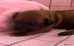 Rhodesian Ridgeback dogs for sale: Rhodesian Ridgeback Puppies KC reg - Image 21