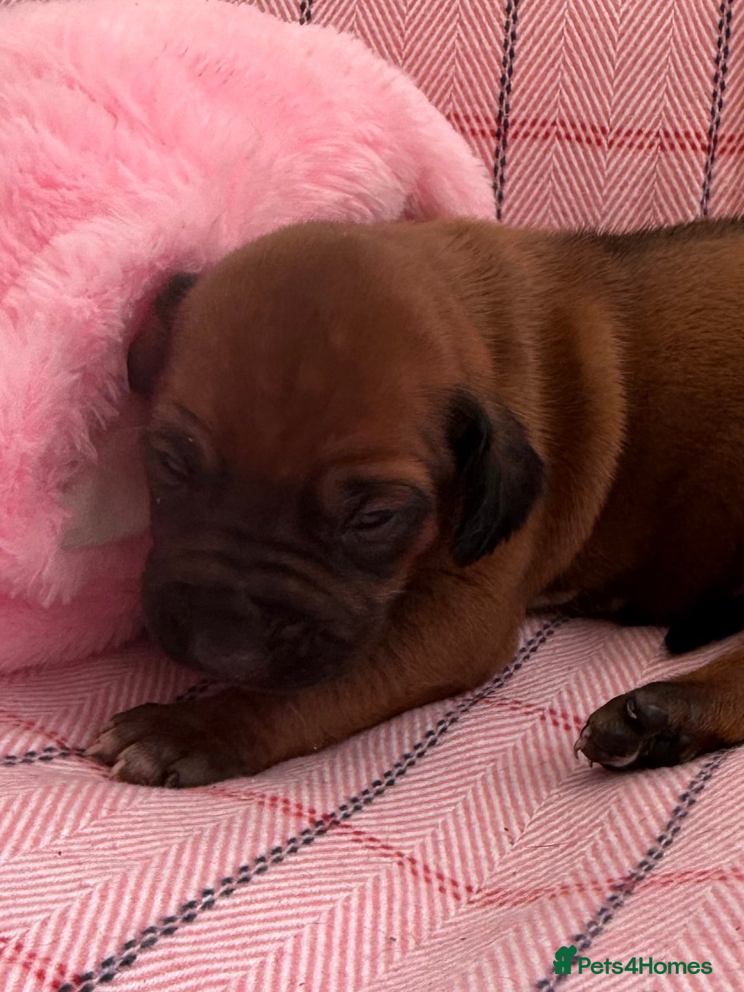 Rhodesian Ridgeback dogs for sale: Rhodesian Ridgeback Puppies KC reg - Image 21