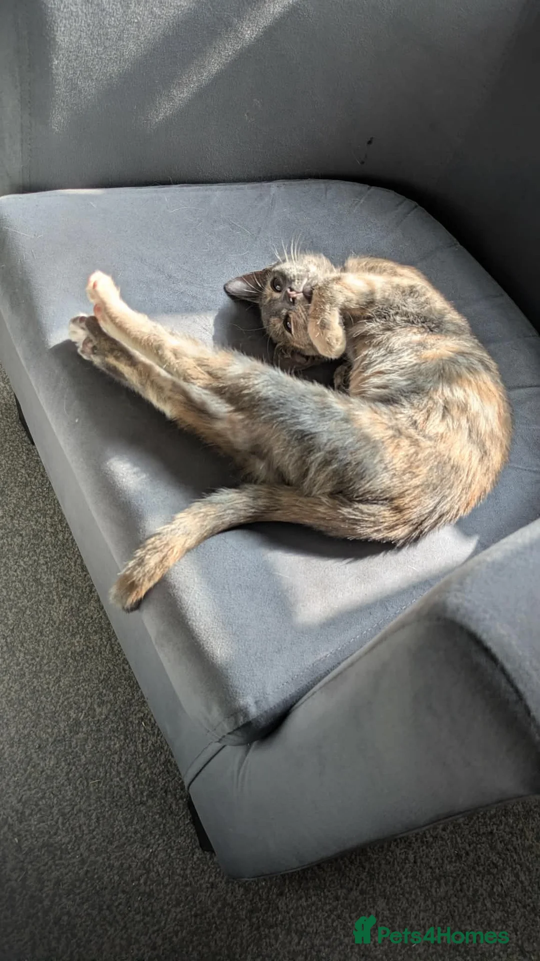 Mixed Breed cats for sale: 5 month old kitten for rehome - Advert 2