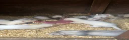 Ferret rodents for sale: Ferret kits - Advert 2