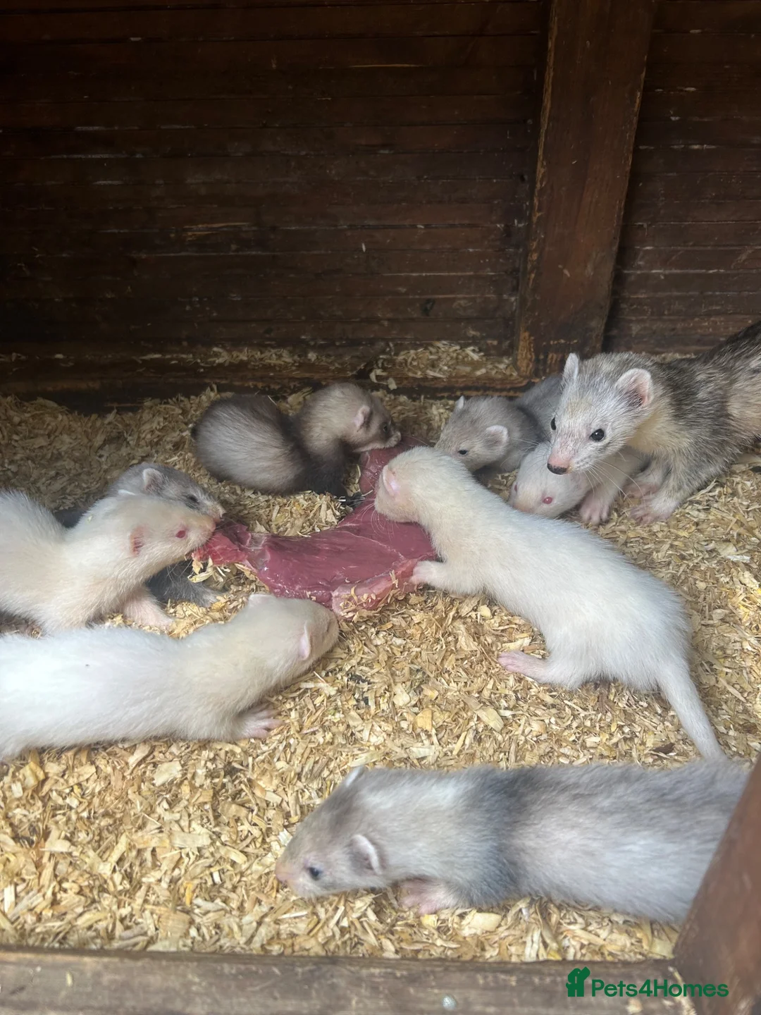 Ferret rodents for sale: Ferret kits - Advert 2