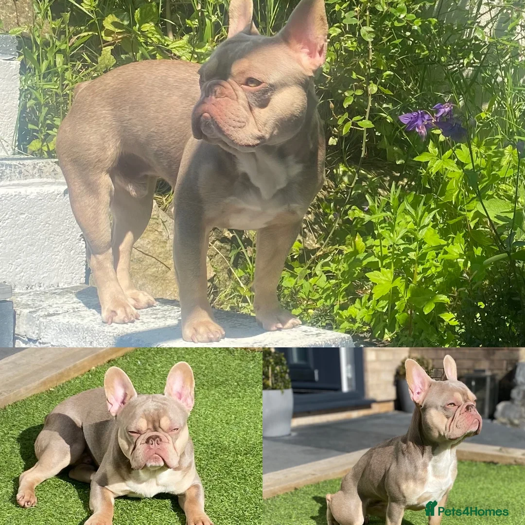 French Bulldog dogs for stud: Now FBCE GOLD! x OFFER- Fertility package inc - Advert 5