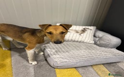 Fox Terrier dogs for adoption: Beautiful Rusty needs a home - Image 4