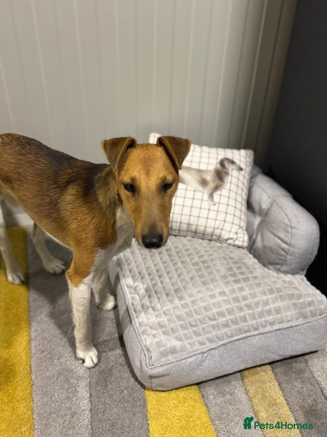 Fox Terrier dogs for adoption: Beautiful Rusty needs a home - Image 4