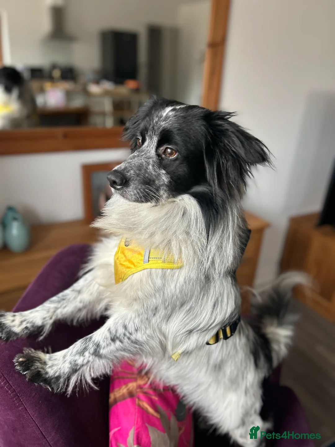 Mixed Breed dogs for sale: Most saddest rehome 😞 - Advert 2