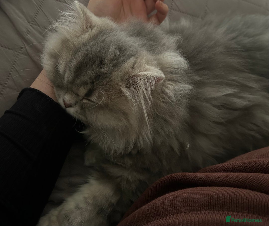 British Longhair cats for sale: Blue golden British long hair  - Advert 4