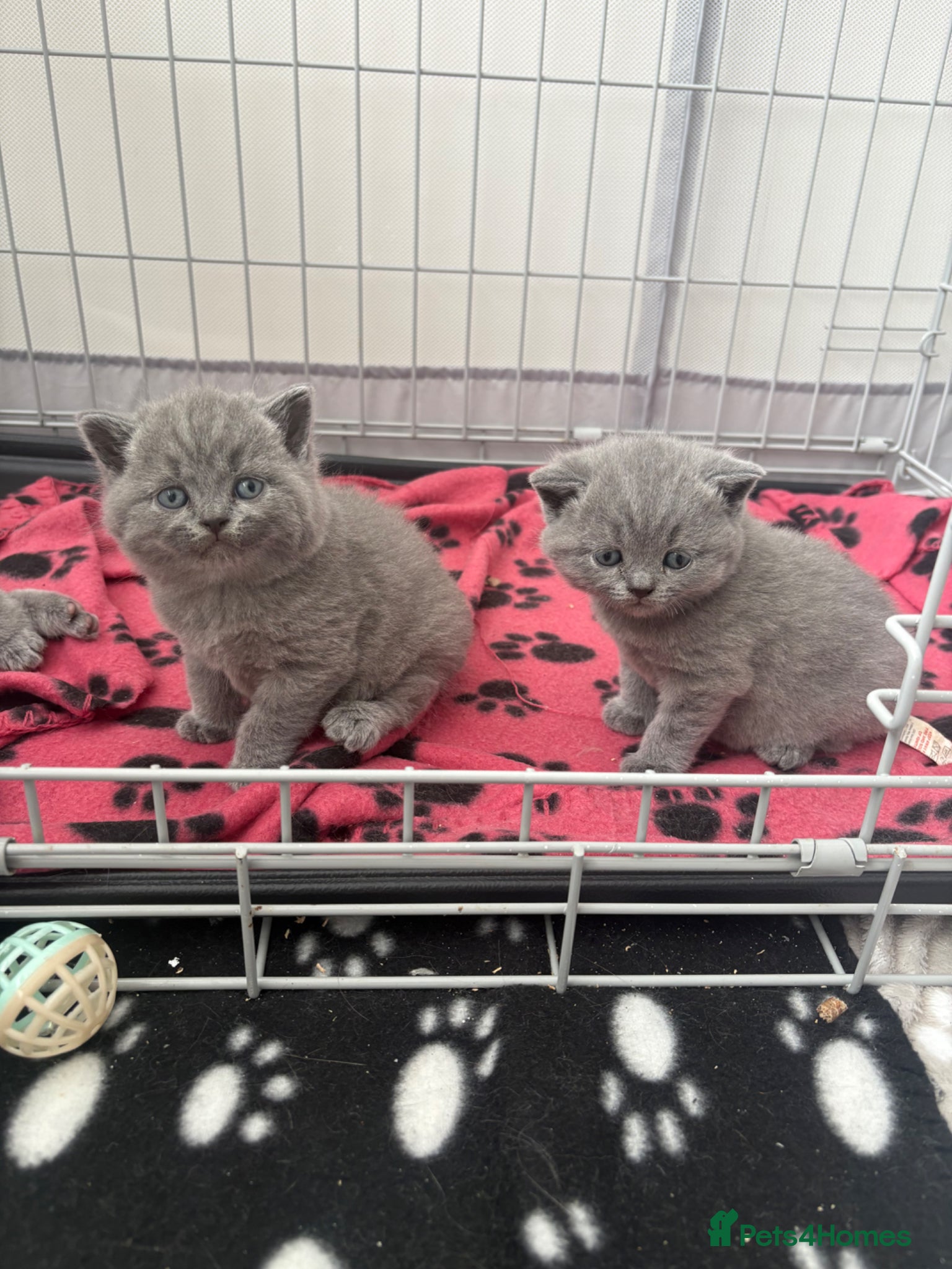 British Shorthair cats Chunky GCCF registered British shorthair kittens  - Advert 2
