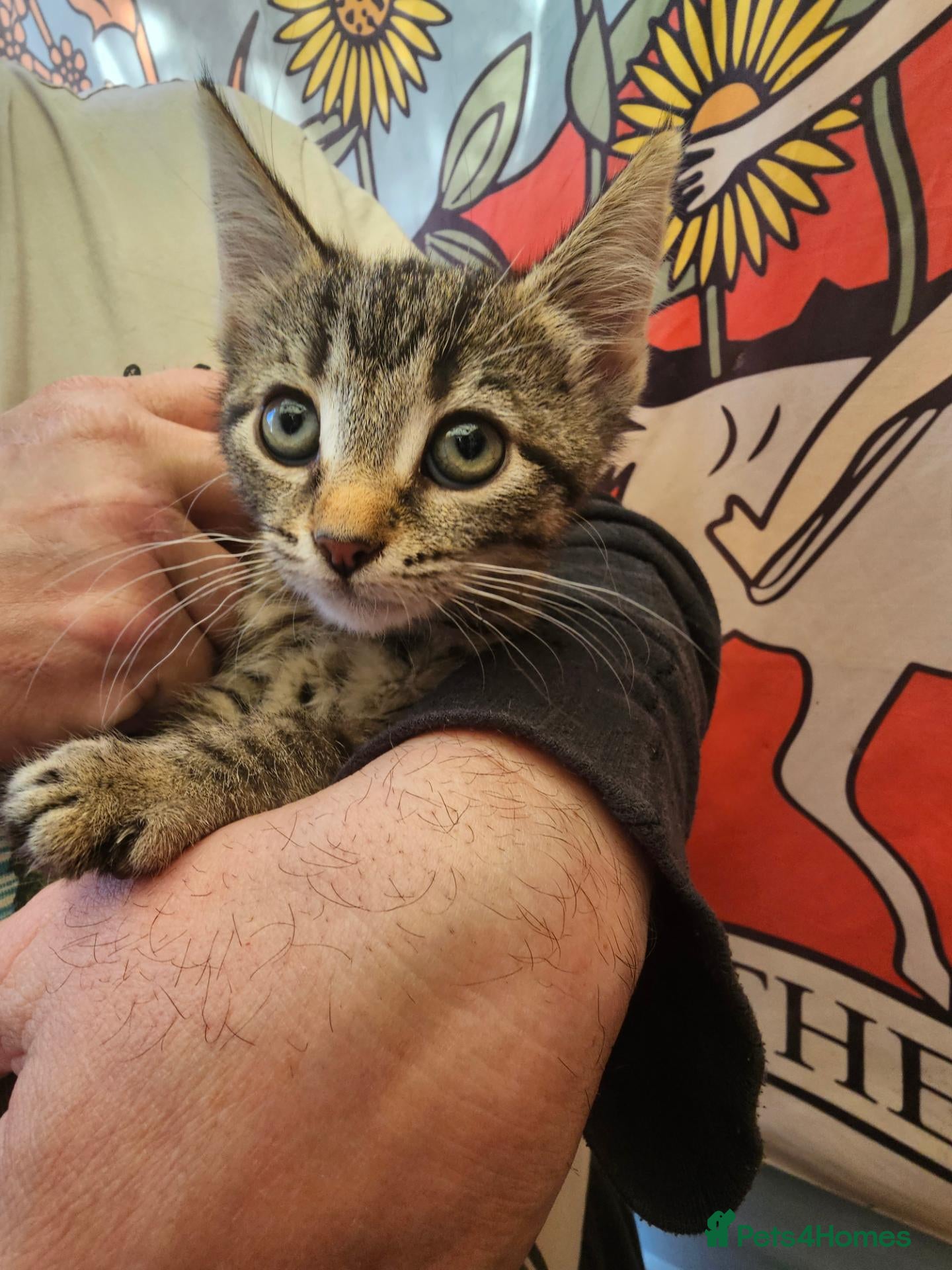 Mixed Breed cats KITTENS FOR SALE READY TO LEAVE NOW - Advert 1