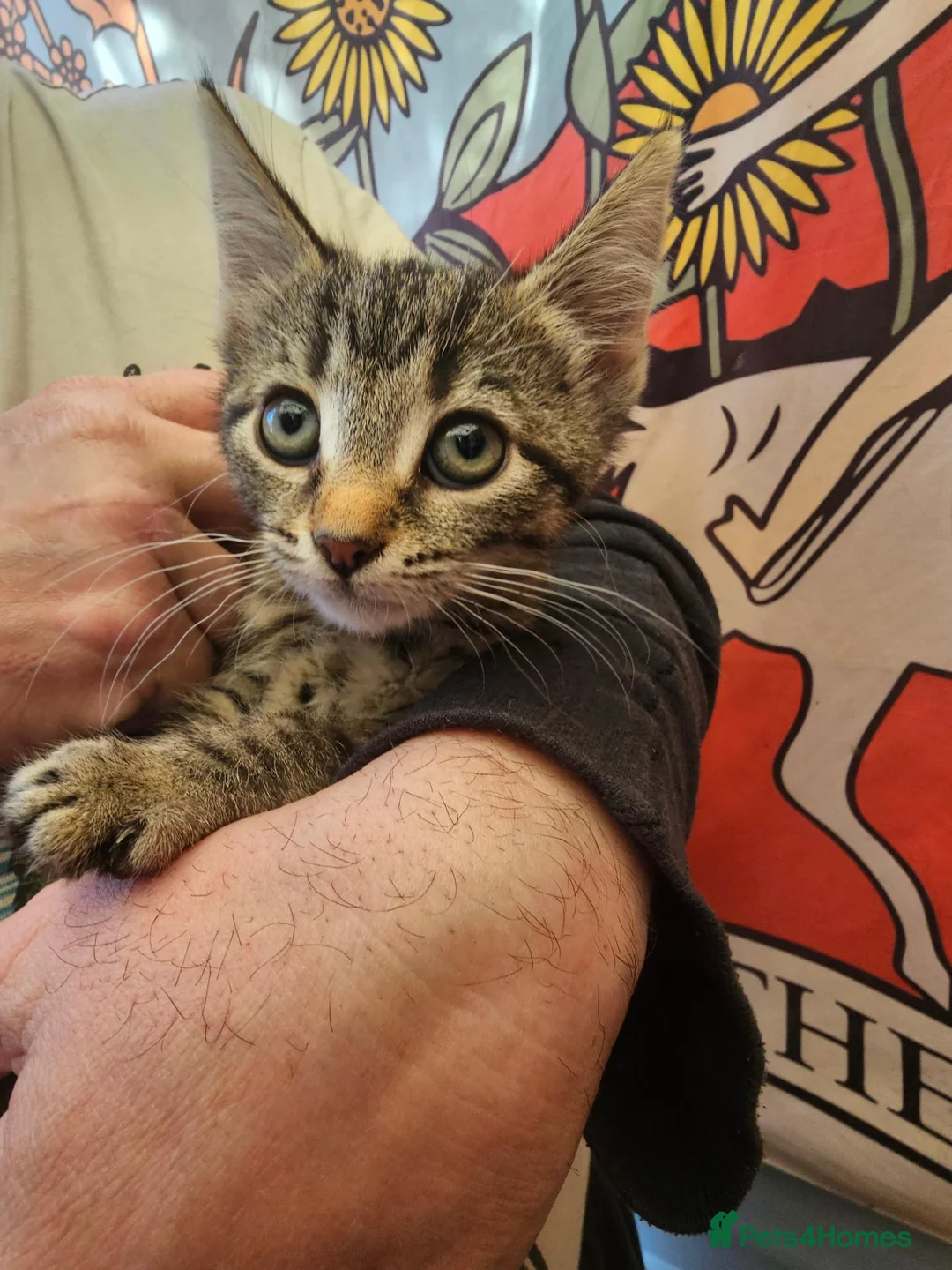 Mixed Breed cats for sale: KITTENS FOR SALE READY TO LEAVE NOW - Advert 1
