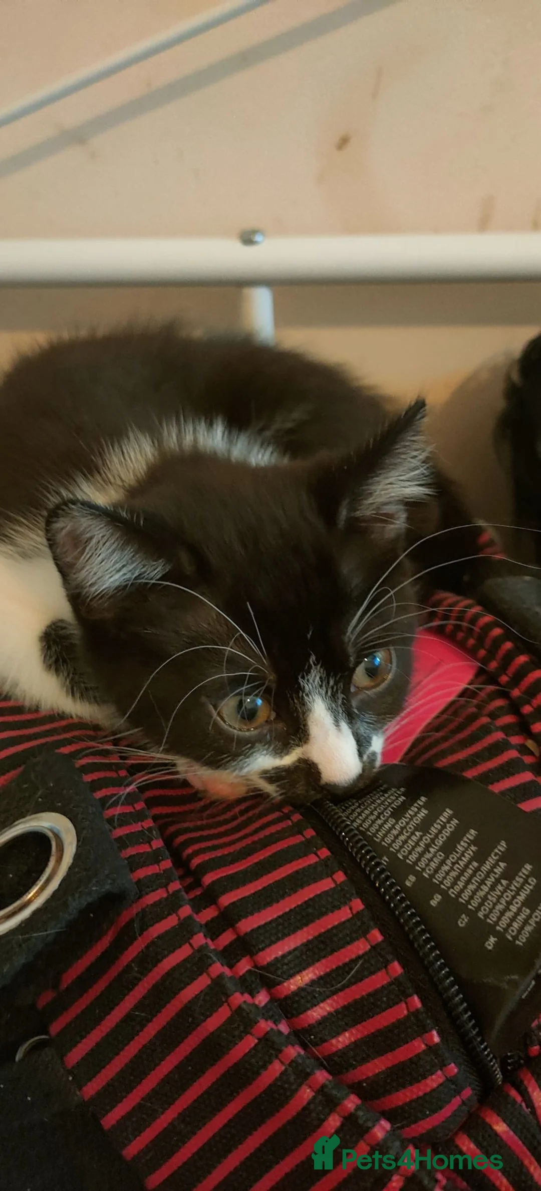 Mixed Breed cats for sale: Female Kitten looking for a loving home - Advert 2