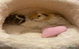 Guinea Pig rodents for sale: Two lovely boars with complete set up - Image 3