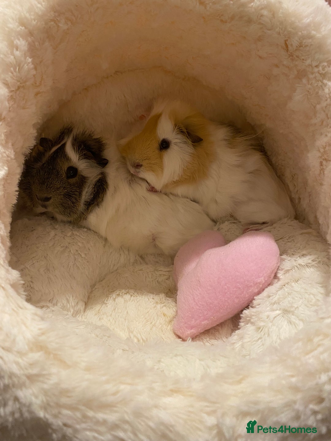 Guinea Pig rodents for sale: Two lovely boars with complete set up - Image 3