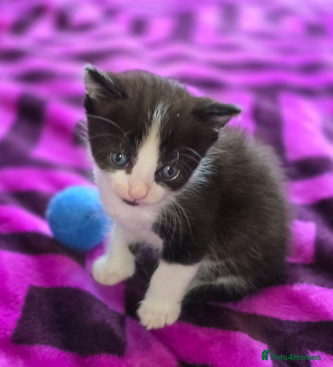 Domestic Shorthair cats for sale: 2 Black and White Males and 1 Black Female - Advert 9