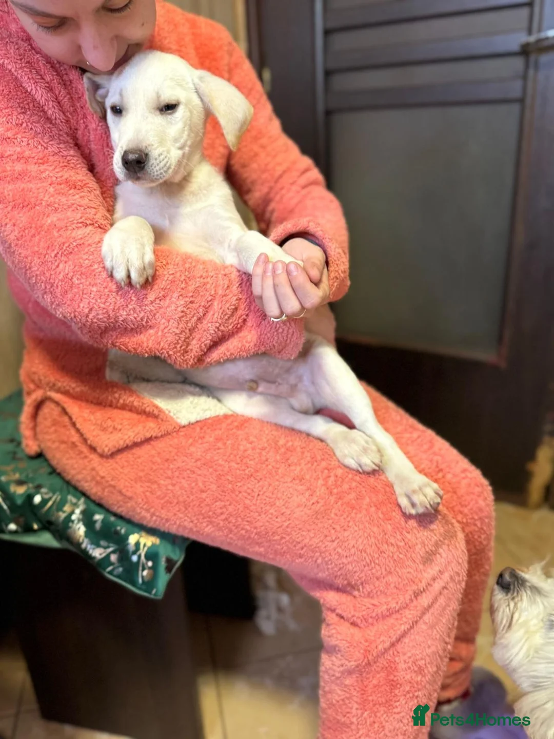 Mixed Breed dogs for adoption: 🐾 JACK – Gentle Soul with the Sweetest Eyes - Advert 3