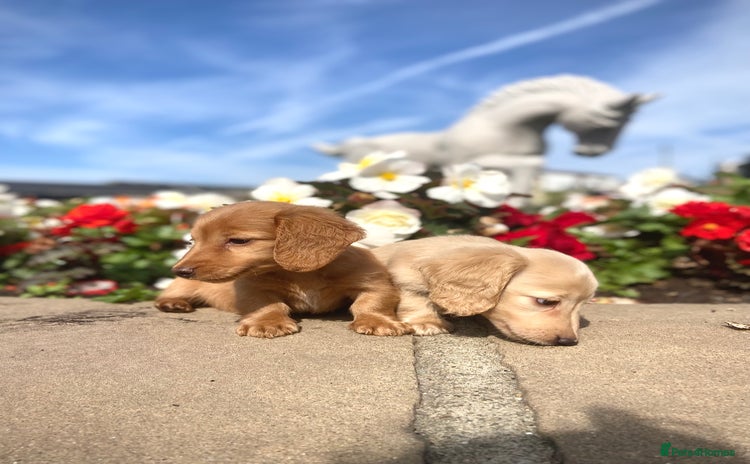 Dachshund dogs - Advert 2