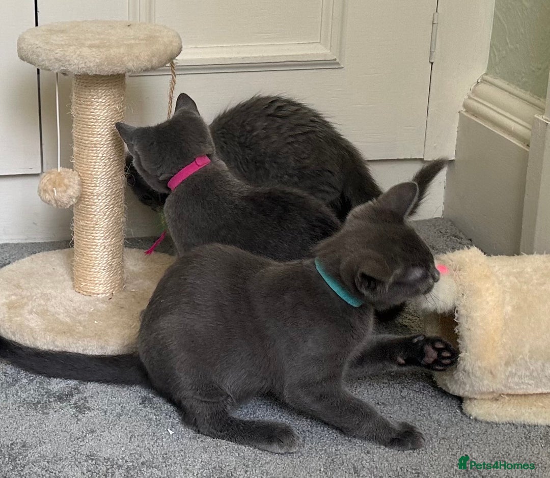 Russian Blue cats for sale: Russian Blue Kittens  in Lanark - Image 8