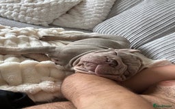 French Bulldog dogs for sale: Velvet big rope  new shade for French bulldog  - Image 8