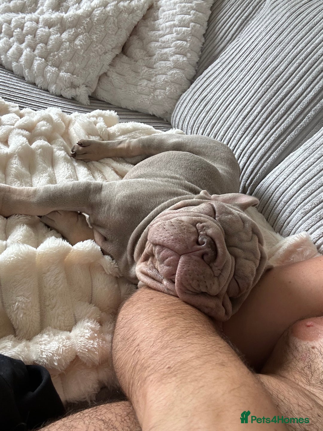 French Bulldog dogs for sale: Velvet big rope  new shade for French bulldog  - Image 8