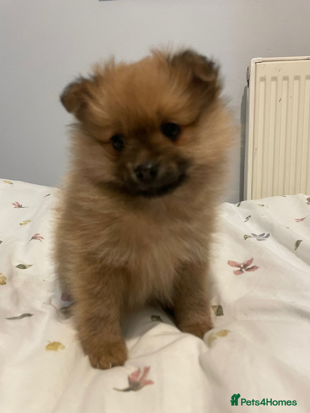 Pomeranian dogs for sale: Pomeranian puppies for sale - Advert 3