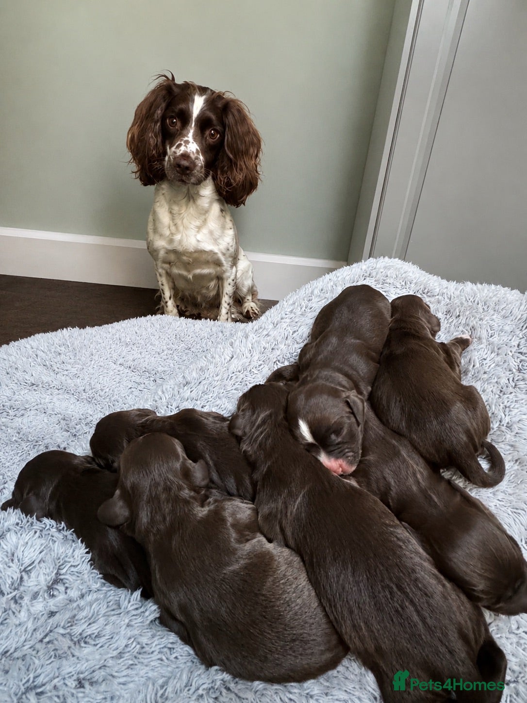 Sprocker dogs Sprocker puppies  - Advert 11