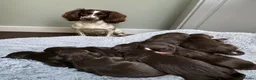 Sprocker dogs for sale: Sprocker puppies  in Dalry - Advert 3