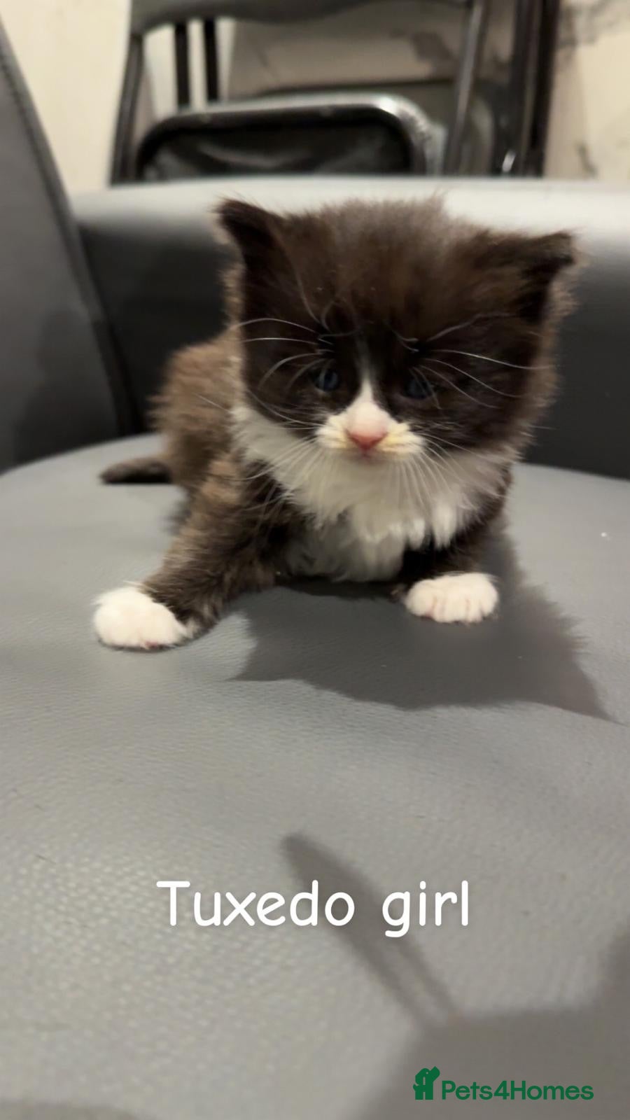 Maine Coon cats Chunky Maine coon x stunning kittens  - Advert 3