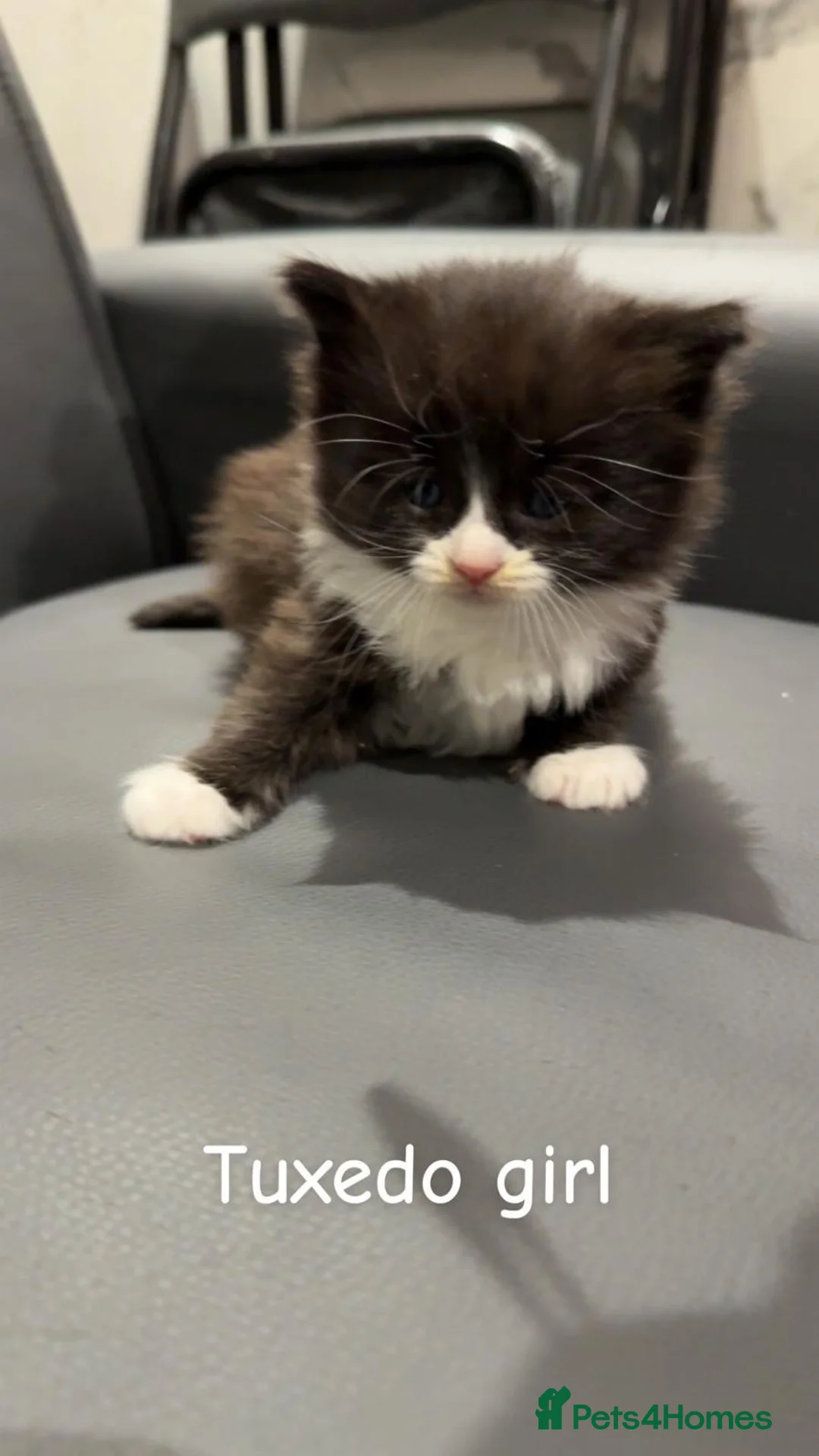 Maine Coon cats for sale: Chunky Maine coon x stunning kittens  - Advert 1