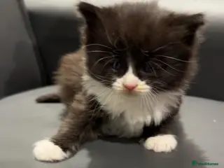 Maine Coon cats Chunky Maine coon x stunning kittens - Advert 3