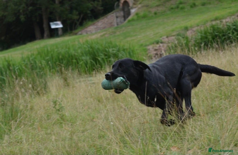 Labrador Retriever dogs Working Labrador for Stud in Huddersfield - Advert 6