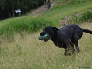 Labrador Retriever dogs Working Labrador for Stud in Huddersfield - Advert 1