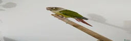 Conures birds for sale: Semi tammed pineapple conure for sale  - Advert 4