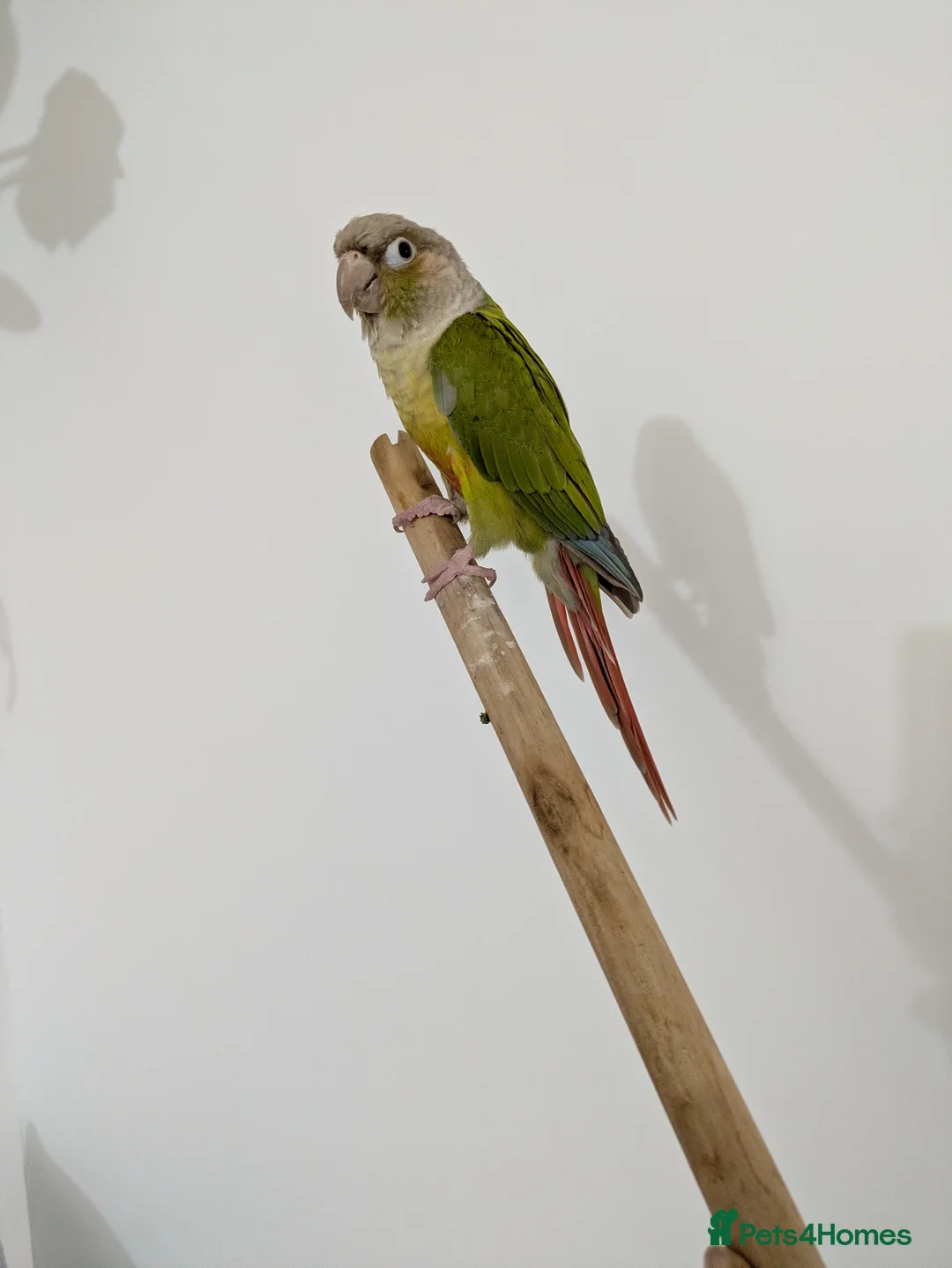 Conures birds for sale: Semi tammed pineapple conure for sale  - Advert 4