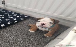 English Bulldog dogs for sale: English Bulldog  - Image 10