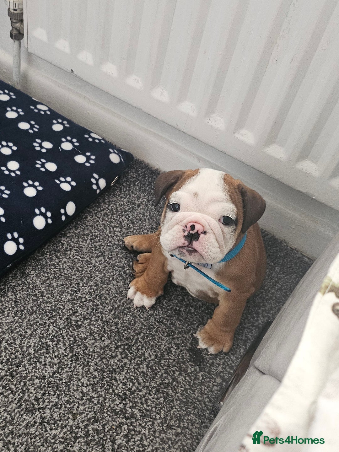 English Bulldog dogs for sale: English Bulldog  - Image 10