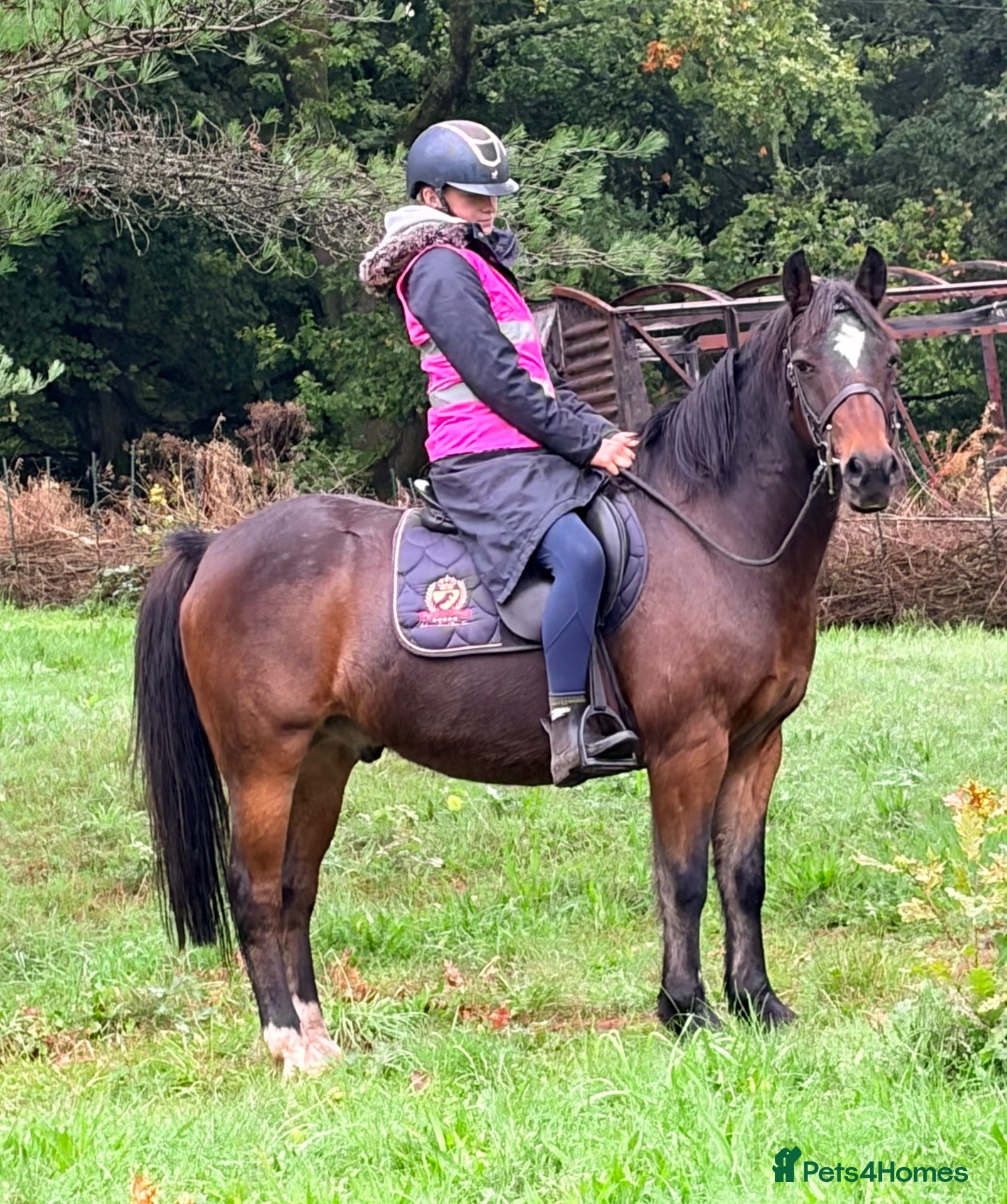 Irish Cob horses 13.2 mothers dream all rounder  - Advert 1
